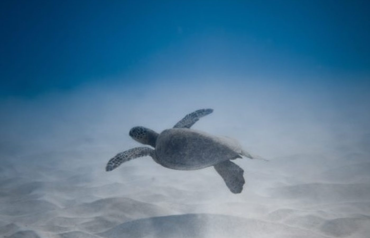 Turtle-scaled