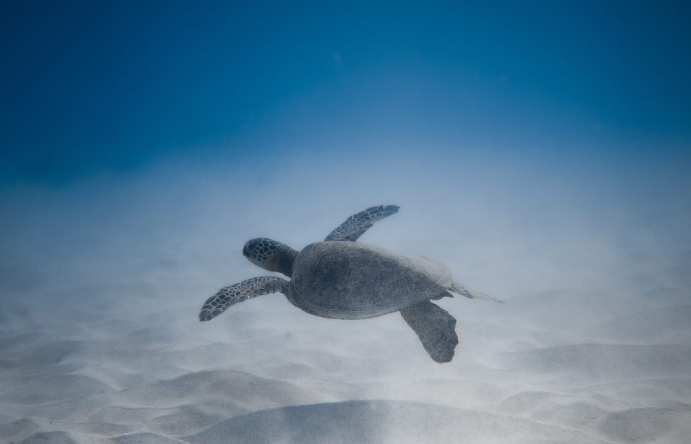 Turtle